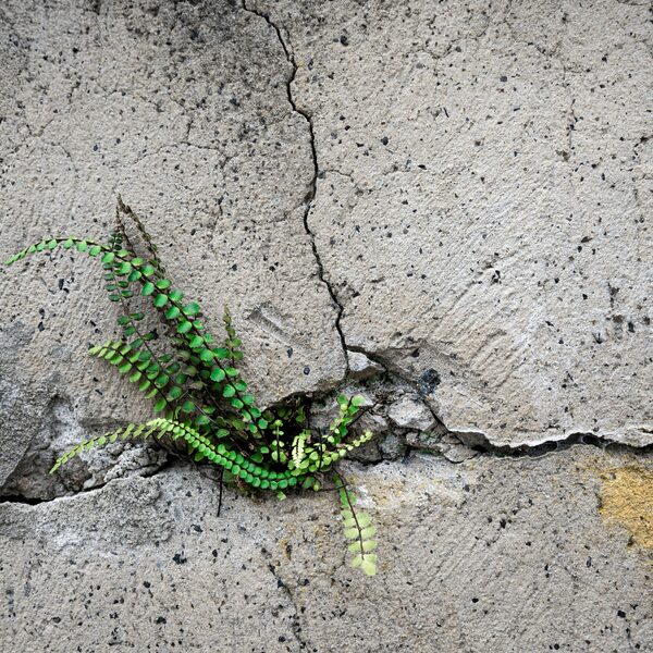 A crack in a wall where a plant is growing through.